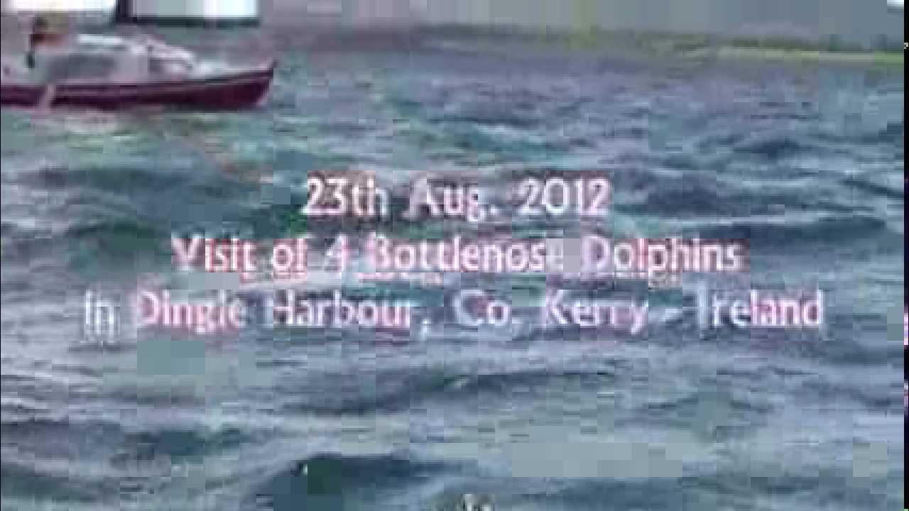 FUNGIE FOREVER PRESENTS - 4 Bottlenose Dolphins Visit Dingle Harbour 23 Aug.2012 mp4