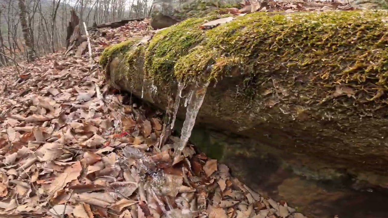 Walking in the woods on clinch mountain.