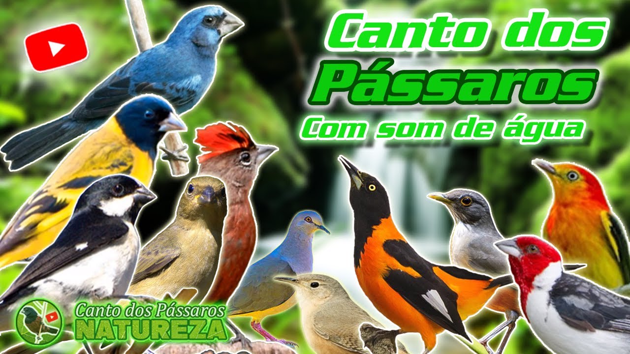 PÁSSAROS CANTANDO NA FLORESTA , COM SOM DE ÁGUA PARA RELAXAR