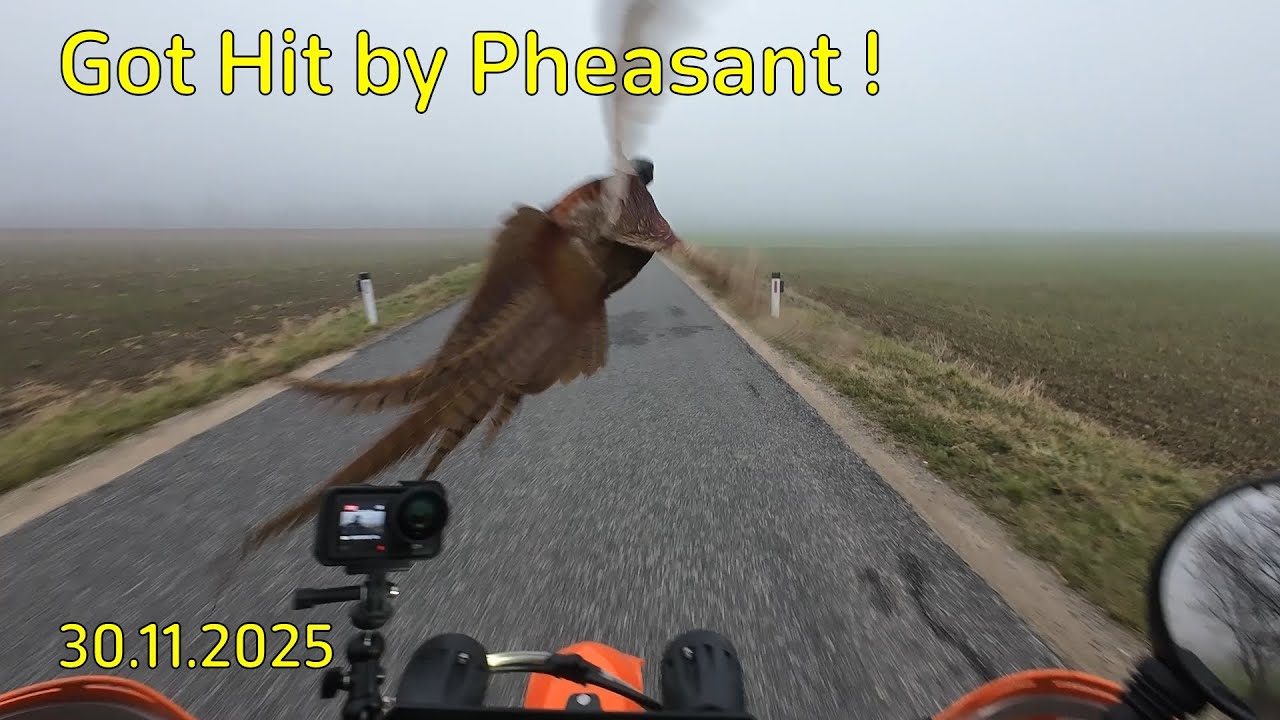 Got hit by Pheasant!