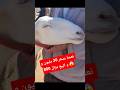 نعجة مع ولادها بسعر 30 مليييون و 800 و البيع مزال اسعار المواشي اليوم سوق المواشي على المباشر