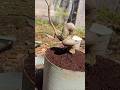 Ground sancang #bonsai #bonsaitree #diy