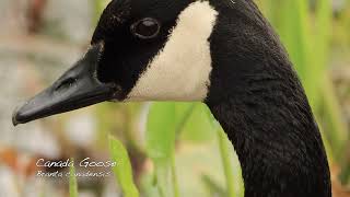 The Wild Birds -Part 1