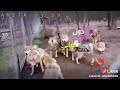 اغنيه هامل بل ضهر سهام صحباني واني الجنت اكولن ذوله خواني