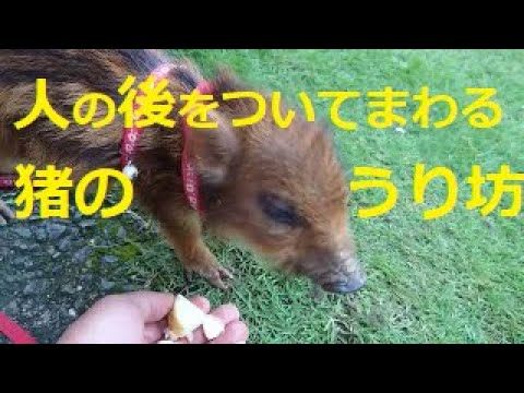 A wild boar has arrived on the farm! It's a bit of a shock to see
