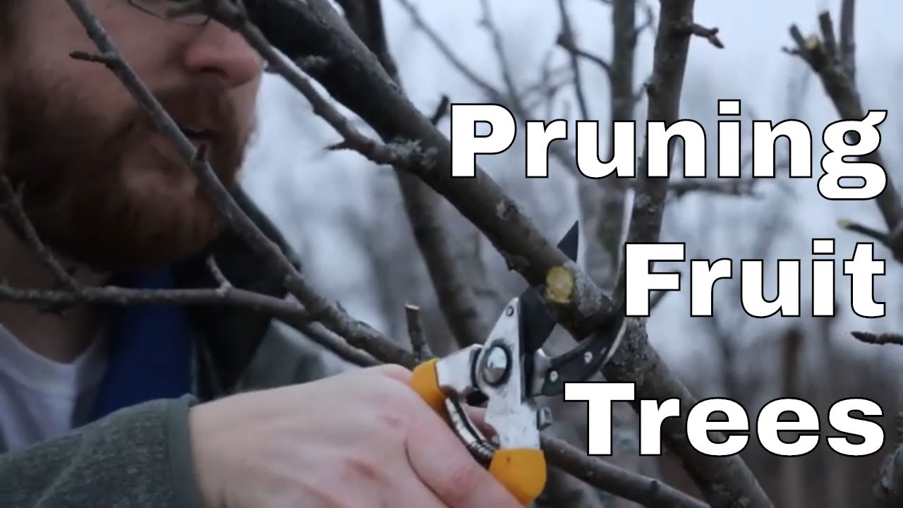 Pruning Fruit Trees - YouTube