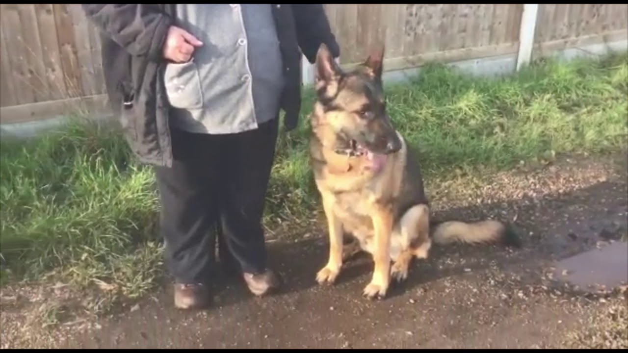 COUNTER CONDITIONING Dog REACTIVE German Shepherd YouTube