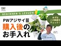 PWアジサイ購入後のお手入れ