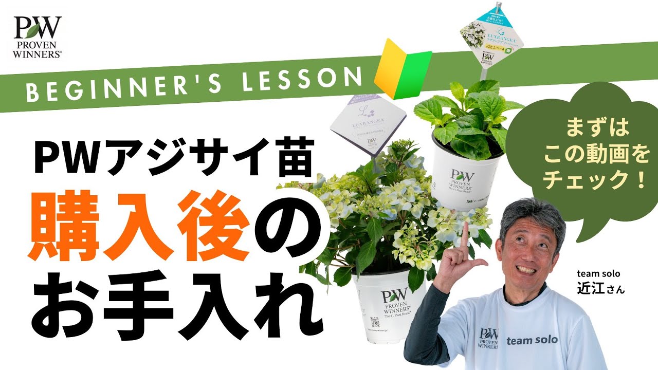 PWアジサイ購入後のお手入れ - YouTube