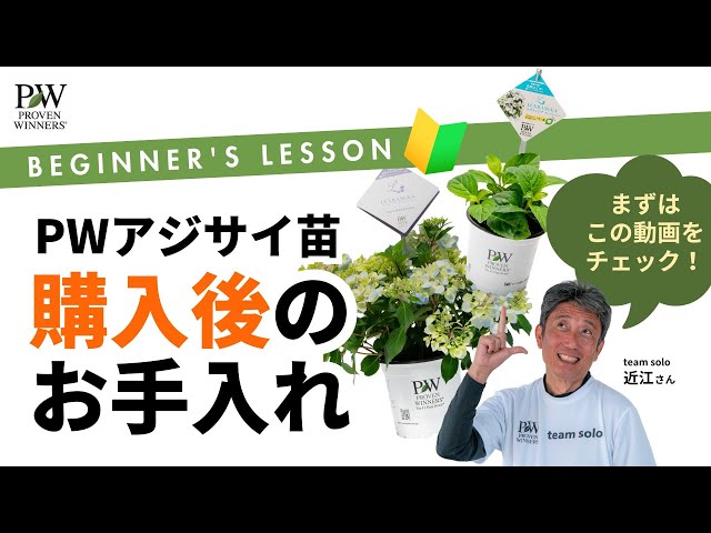 PWアジサイ購入後のお手入れ - YouTube
