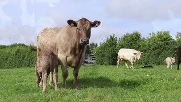 SenseHub Expert Series Episode 2: Heat Detection and Fertility Optimisation