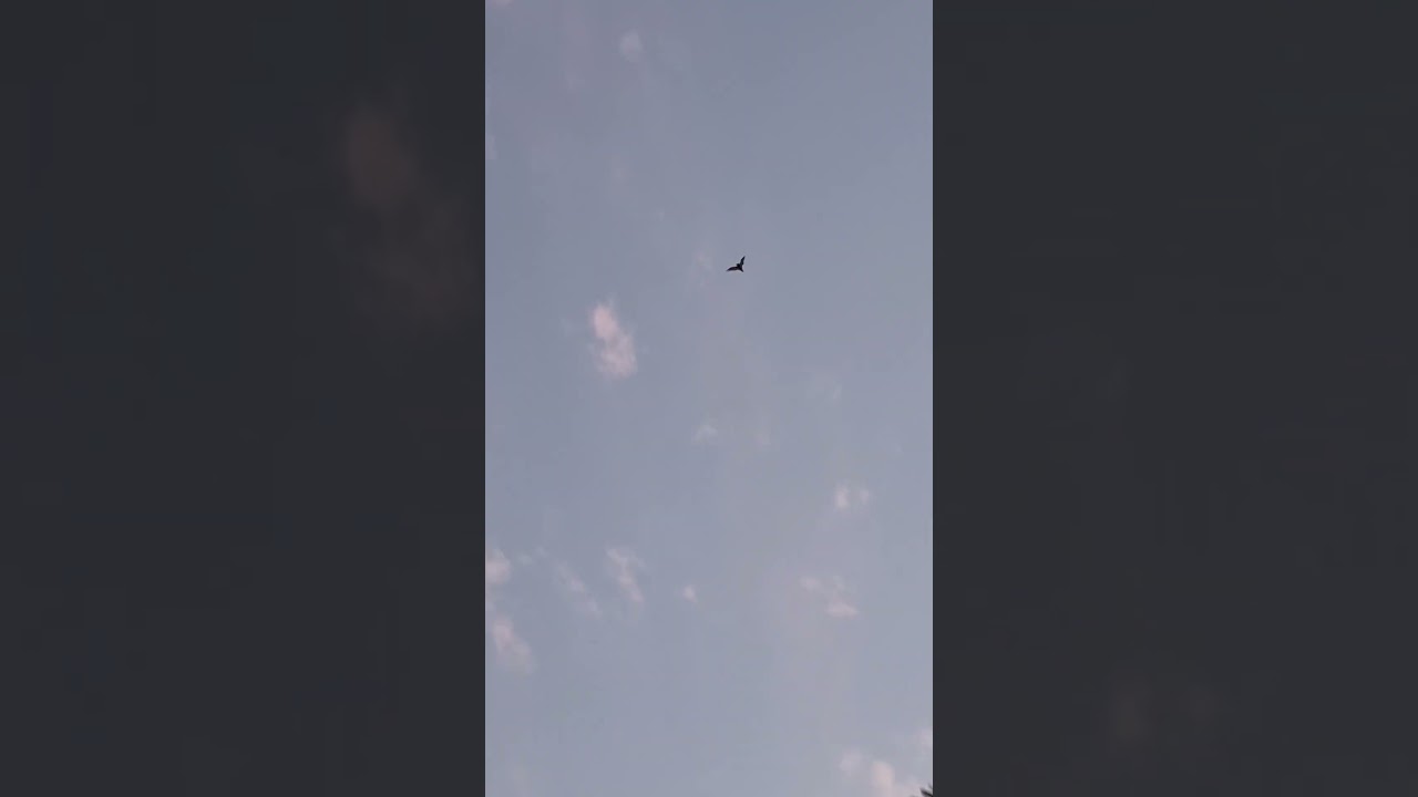 por la mañana un murciélago en Barcelona 