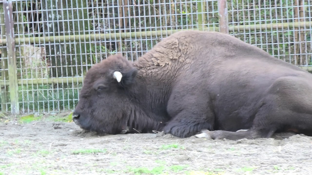 American bison (Miyazaki City Phoenix Zoo, Miyazaki, Japan