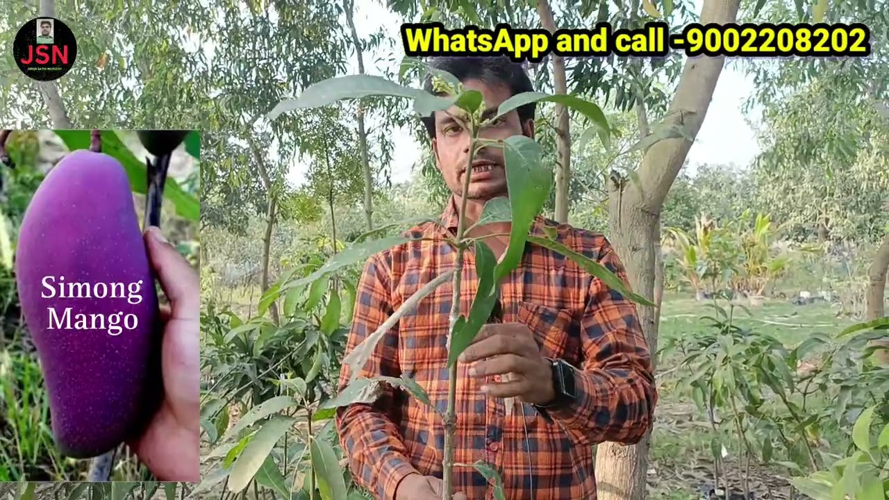 2 Years old mango plant this nursery available / All mango trees will be found with flowers