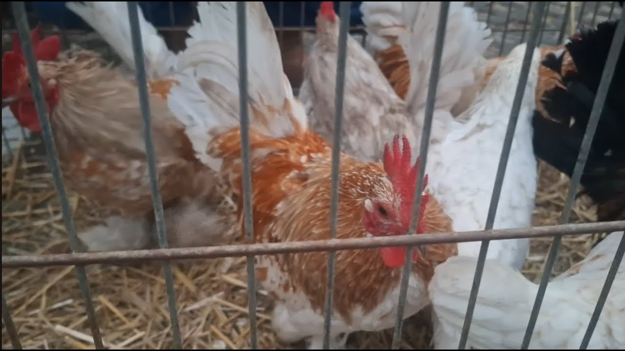 Targowisko Skierniewice Gołębie kury kaczki papugi 21.12.2025 .   3/3