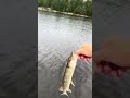 Nice baby sharptooth bass #fishing #fish