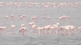 Beautiful Nature Pulikat Sarassu Birds/The World Relaxing Music with Nature Videos screenshot 3