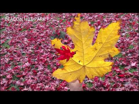 维多利亚版《晚秋》