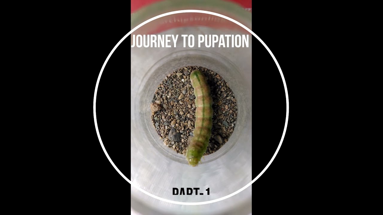 Journey to Pupation  @ Helicoverpa armigera Part-1 # Insect