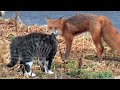 Дикий кот страшно шипел и скалился, показывая непрошенному гостю свои зубы. Он стоял до конца!