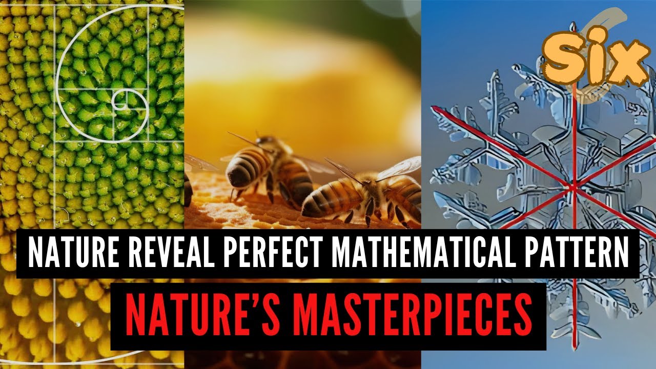 6 Times Nature Revealed Perfect Mathematical Patterns | 6 Points of ...