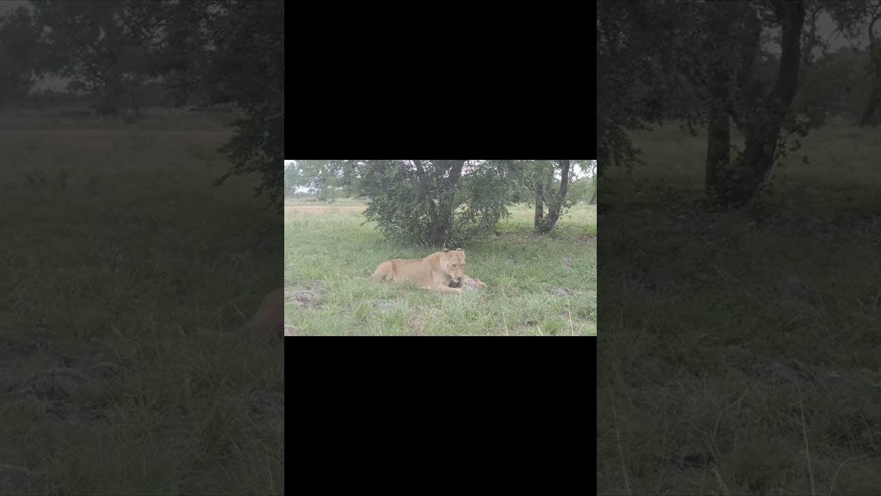 Lion and  Safari Park Adventure Part 4