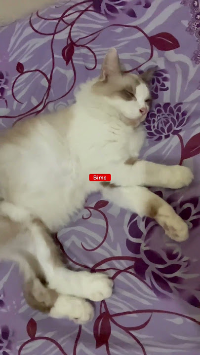 Download lagu Sabotase #cat #suscribeformore #catlover #kucing #cute #ost #kdrama #music #anabul #fyp #kucinglucu