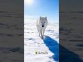 Why Arctic wolfs Are not afraid of humans” #wildlife #wolves #animals #facts
