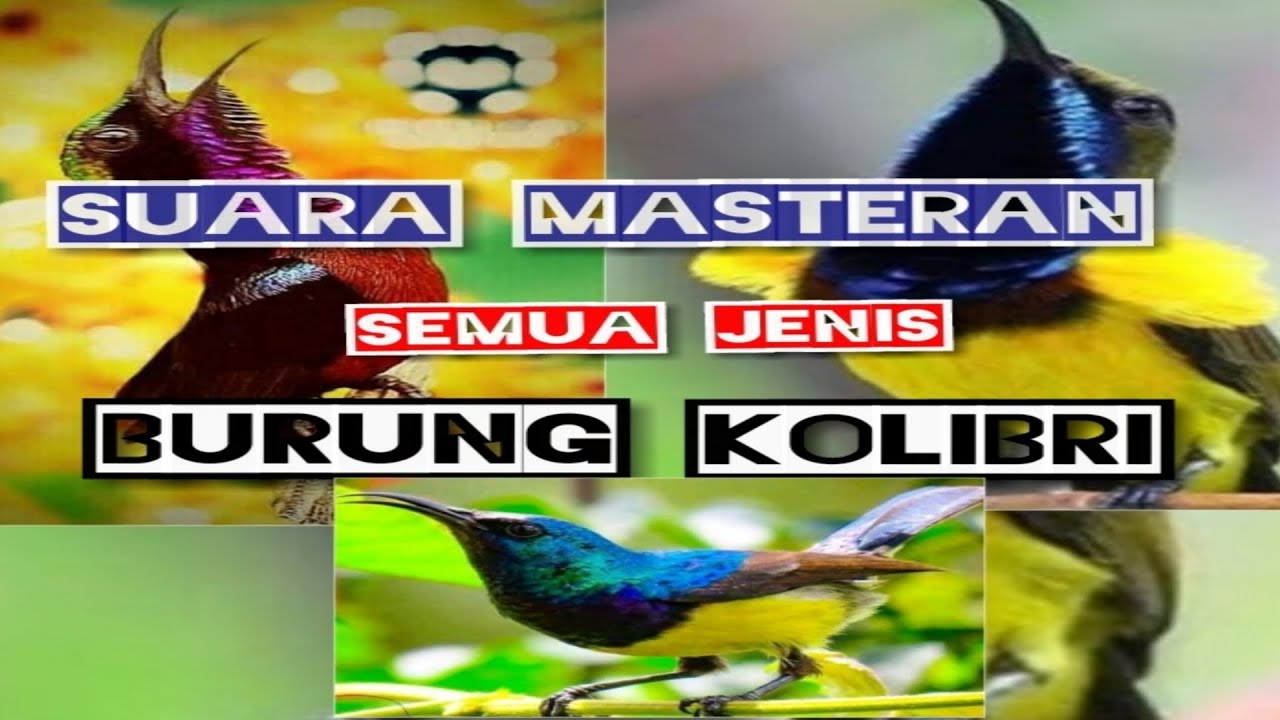 Suara pikat burung kecil paling ampuh 