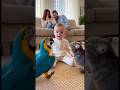 オウムの鳴き声が猫になって赤ちゃん固まってしまう👶🦜#parrot #baby #cute #funny #shorts #赤ちゃん #オウム