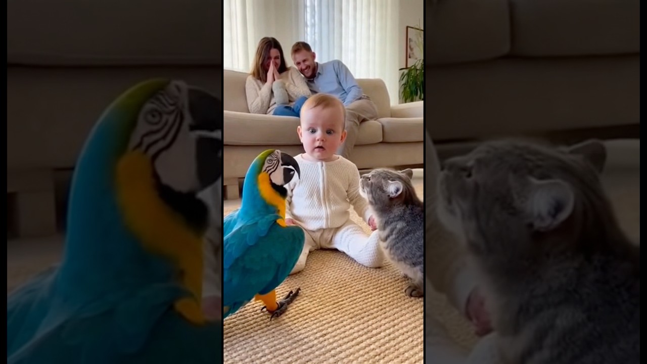 オウムの鳴き声が猫になって赤ちゃん固まってしまう👶🦜#parrot #baby #cute #funny #shorts #赤ちゃん #オウム