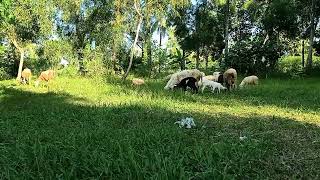 Ngaping Dombavidioviral