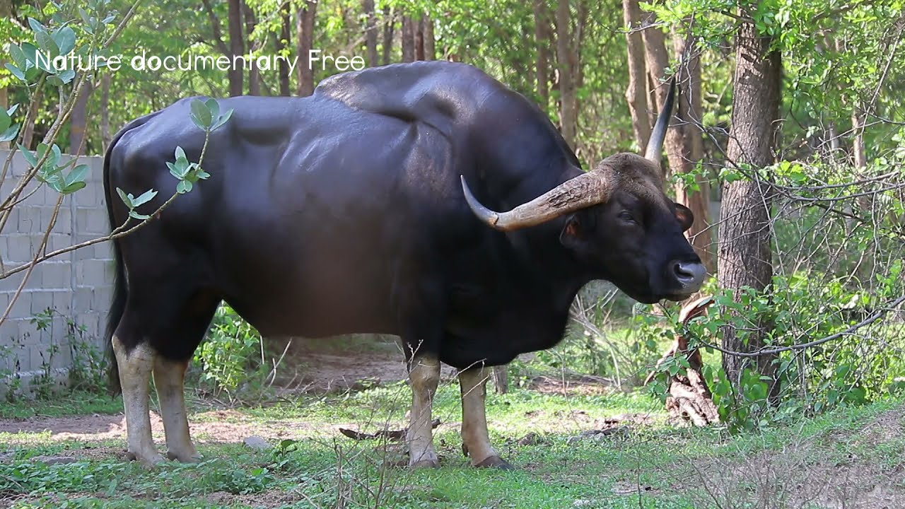 Worlds Biggest Wild Cow_ Gaur