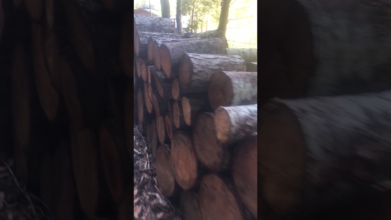 handstand atcoder Tree House, Gasquet California
