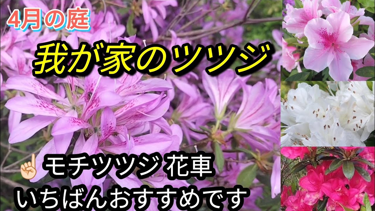 4月の庭に咲く ツツジ、モッコウバラ、シラン、スパラキシス など