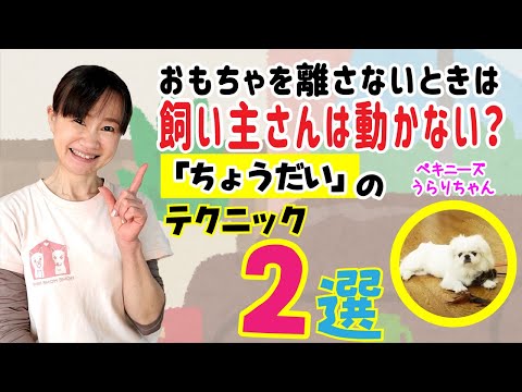 【ペキニーズ】ボールやおもちゃを嫌がらずに返してくれる「ちょうだい」の教え方♪