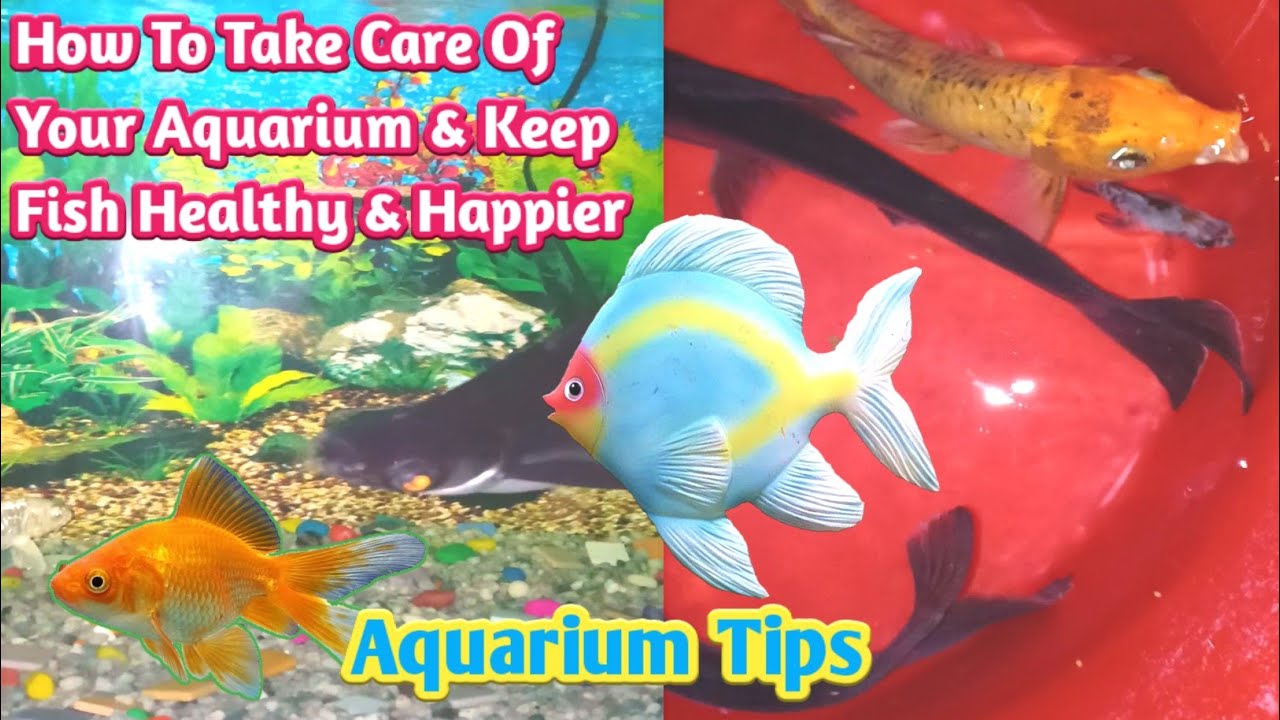 Tips For Healthy Aquarium FishHow To Take Care Of Your AquariumKeep