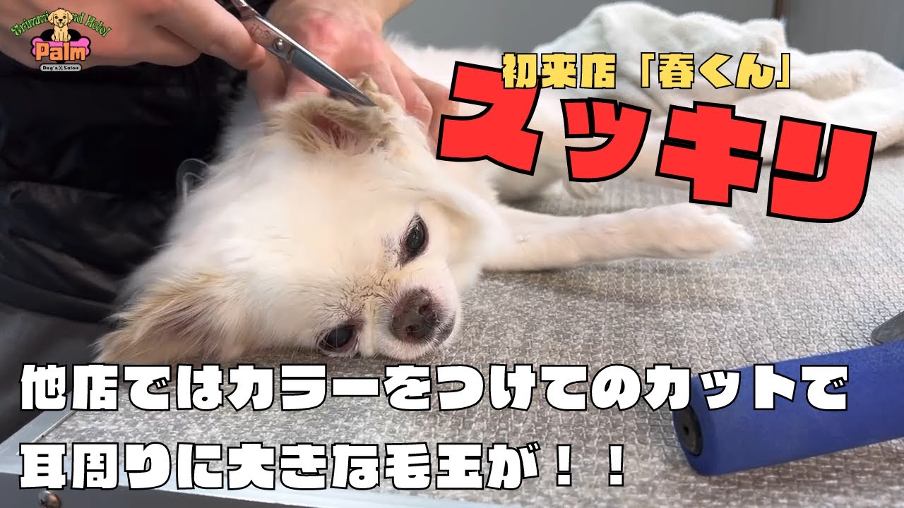 まさかの他店様からの紹介での来店！チワワの噛み犬トリミング！！
