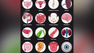 Introducing AR Human Organs app