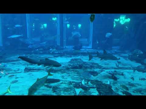 Aquarium in Dubai close to Atlantis (Lost chambers)