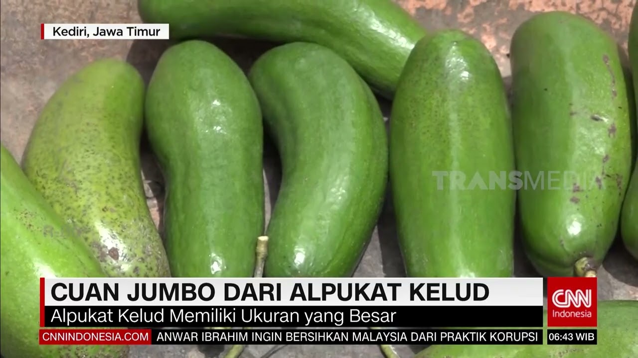 Cuan Jumbo Dari Alpukat Kelud | REDAKSI PAGI (10/01/23)