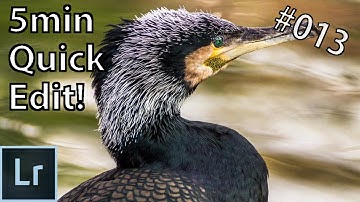Bird / Wildlife Photography Editing in Lightroom 5/6 - 5min Lightroom Quick Edit! - Quick Edit #013