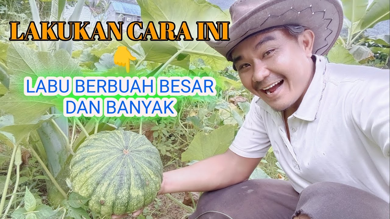 CARA PEMUPUKAN LABU/WALUH AGAR BERBUAH BESAR DAN BANYAK
