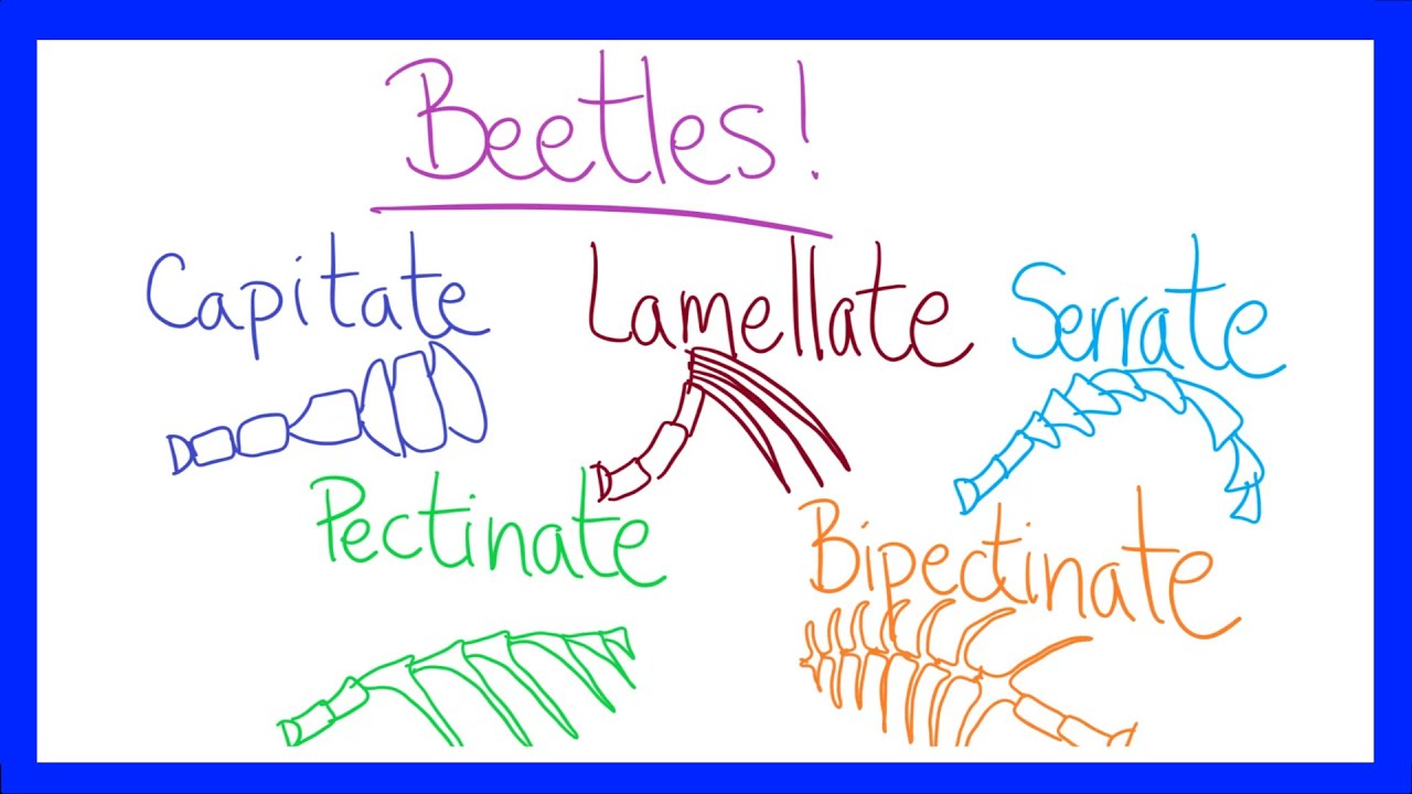 Insect Anatomy 101: Antennae Types