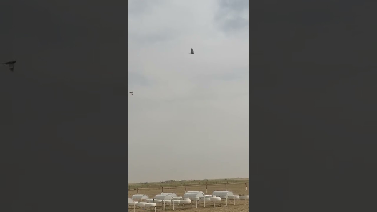 جده حمر الرافدين طير ناصر الخلاوي