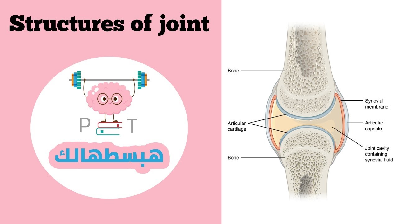 Structures of joint  || هبسطهالك