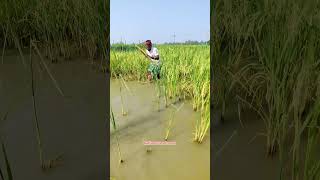 Tiger Fish Catch ✅ #fishingvideo #viralfishing #fishing #viralvideo #shorts #trending
