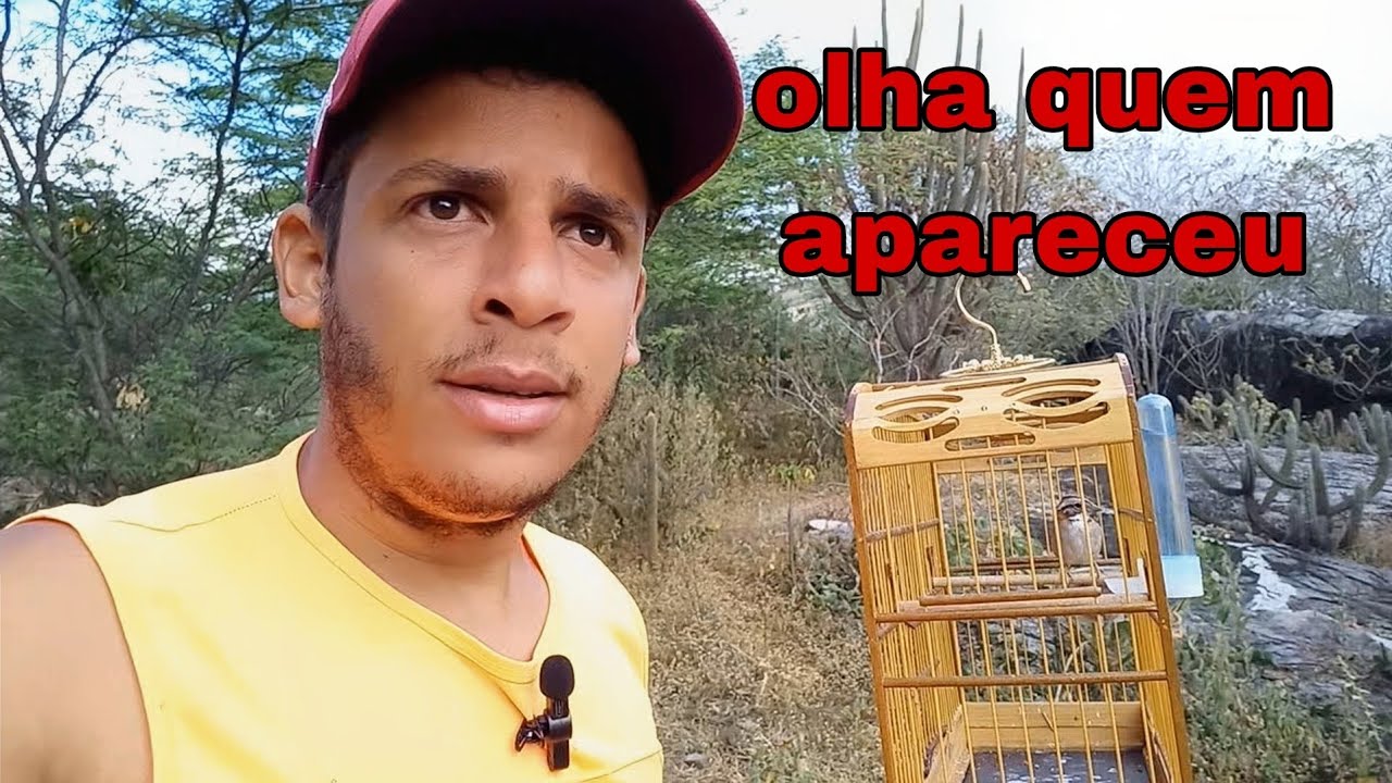 fui-atr-s-das-f-meas-de-tico-tico-e-achei-dois-filhotes-lindos