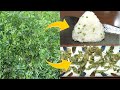 一面に広がる雑草(カラスノエンドウ)を天ぷらとおにぎりにする / Eat troublesome weeds (common vetch)