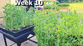 Can You Grow PEAS Without a TRELLIS? by Self Sufficient Me 83,717 views 3 months ago 9 minutes, 49 seconds